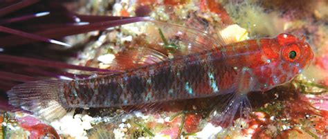 Eviota Algida Is Cute New Species Of Nano Goby From The Heart Of