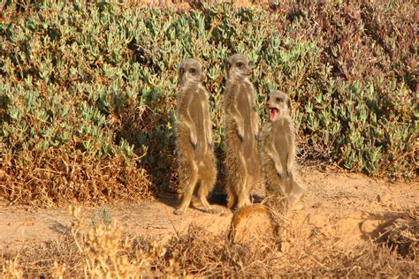 Erdmännchen In Freier Wildbahn In Oudtshoorn And Touren In Südafrika
