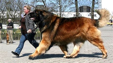 Tuesday, aug 07, 2007 by craig russ russell. Big Dog Huge Love | Giant dog breeds, Giant dogs, Dog breeds
