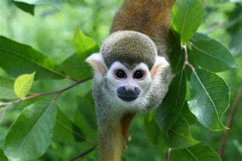 Squirrel monkey. | Squirrel monkey, Animal pictures, All about animals