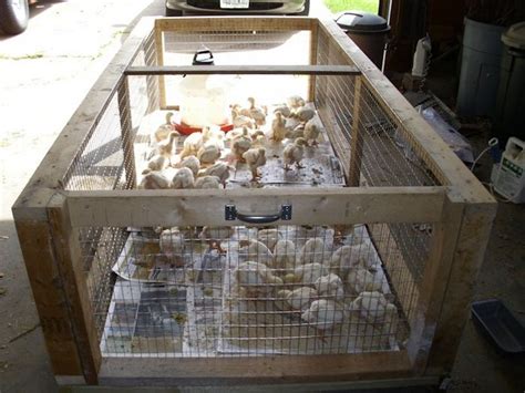 15 Diy Chicken Brooder Plans Diyncrafty