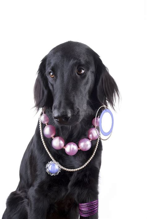 Female Dog Jewels Stock Photos Free And Royalty Free Stock Photos From