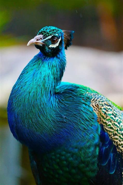Indian Peacock 🦚 Rpeacocks
