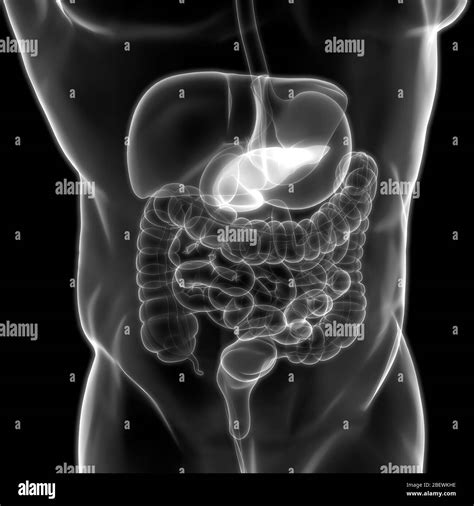 Human Internal Organs Pancreas Anatomy Stock Photo Alamy