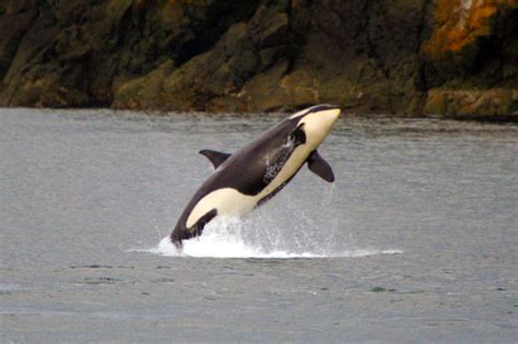 Orcas How Science Debunked Superstition National Wildlife Federation