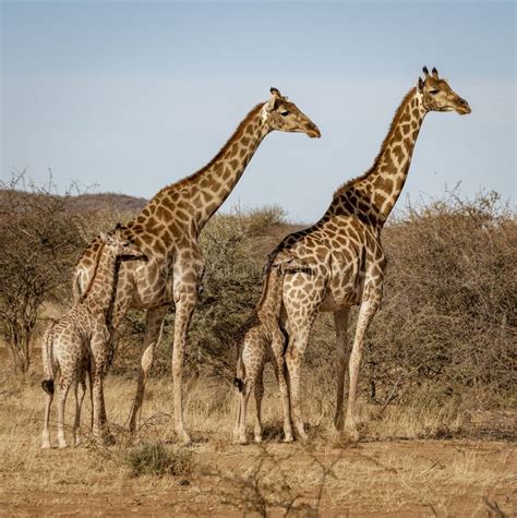 Two Baby Giraffes Each Stand Next To Their Mother Stock Image Image
