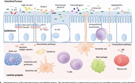 Human Intestinal Barrier Function In Health And Disease Semantic Scholar