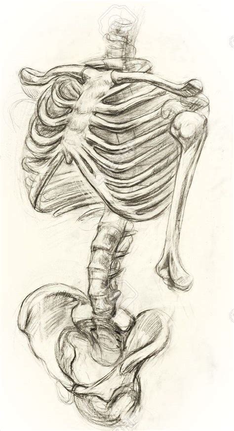 Bone Drawing Human Anatomy Drawing Anatomy Sketches Art Drawings
