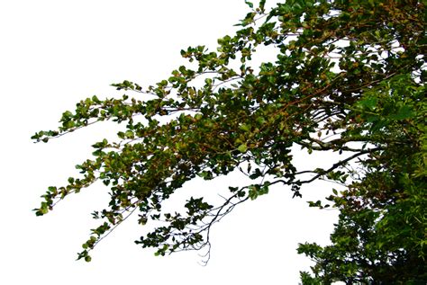 Hanging Leafy Branches Png By Welshdragonstocknart On Deviantart