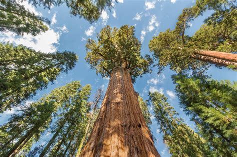 Awe In Arboreal Wonder At Giant Sequoia National Monument