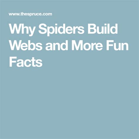 Why Do Spiders Build Webs Heres Why And Fun Facts About Spider Webs