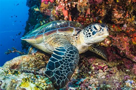 Green Sea Turtle Facts Critterfacts