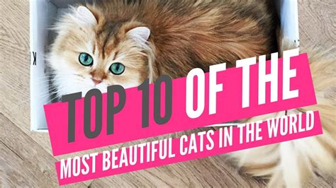 Top 10 Of The Most Beautiful Cats In The World Youtube