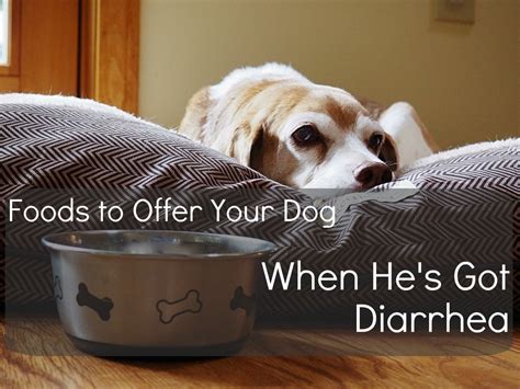12 Alimenti Umani Da Dare Ai Cani Con Diarrea O Mal Di Stomaco Lima