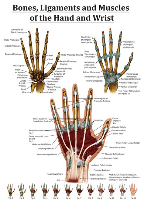 Anatomy Of The Hand And Wrist By Black Rose On Deviantart