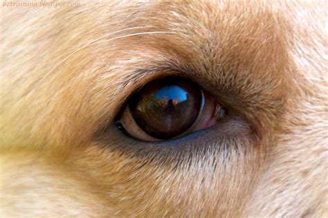 What To Do If Your Dog Has An Eye Problem Cute Pets Planet