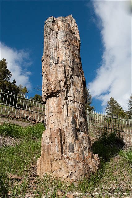 Petrified Tree Yellowstone National Park Flickr Photo Sharing