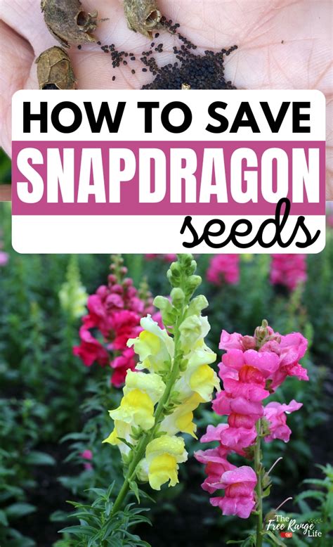 How To Collect Snapdragon Seeds