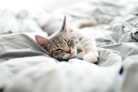 How To Get A Cat To Sleep With You These Behaviors Might Start In The