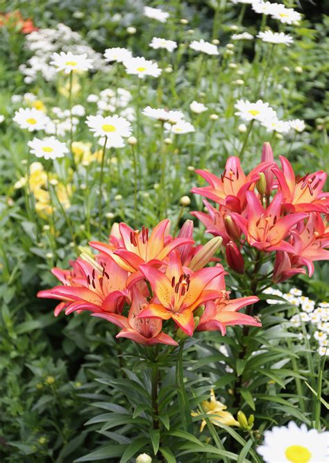 New Lilies For Your Summer Flower Garden Longfield Gardens