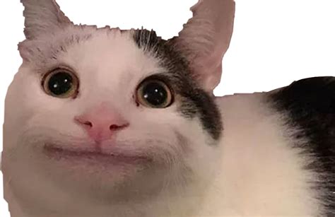 Crying Cat Memes Png Hd Png Clear Background Pngstrom