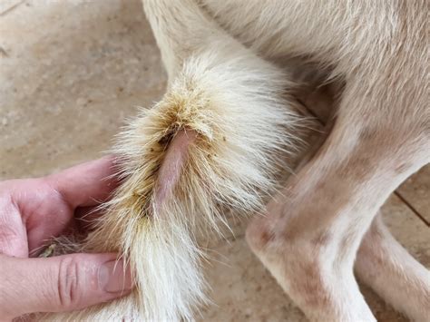 Flea Allergy Dermatitis In Dogs The Dogington Post