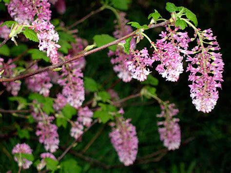 Pick Of The Week Pink Winter Currant Ornamental Shrub Offers Winter