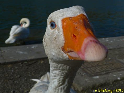 Funny Goose Aves