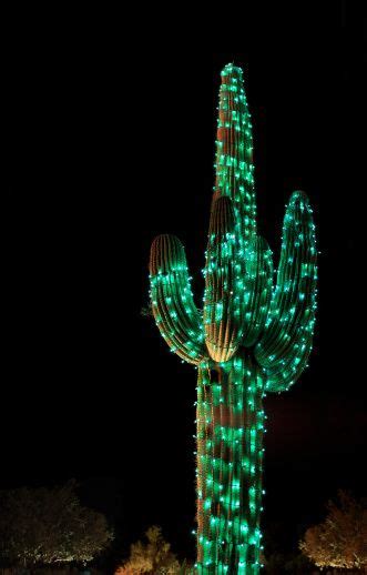 The phylloclades also arch downward. A night image of the giant Saguaro cactus, which is ...