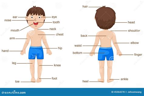 Vocabulary Part Of Body Stock Vector Illustration Of School 45364278