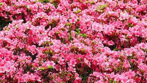 Names Of Flowering Bushes Garden Guides