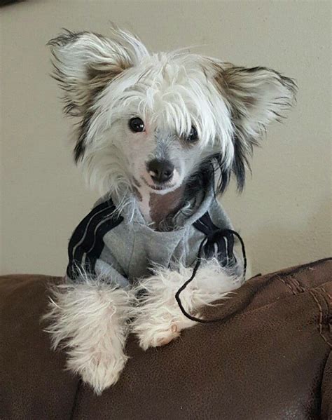My Beautiful Sapphire Chinese Crested Dog Hairless Dog Chinese Crested