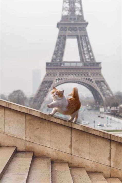 Just A Cat In Paris Paris Cat Cute Animal Photos Cute Cats Dogs