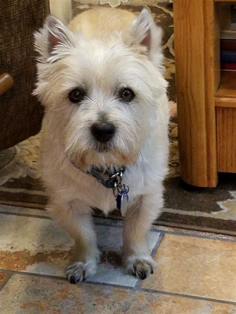 Find out about the russian wolfhound here, from temperament to raising a puppy! Pin by fran on Cairn terriers | Cairn terrier, Terrier, Corgi
