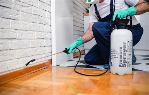 5 Reasons Why Homeowners In Adelaide Need Pest Control Services