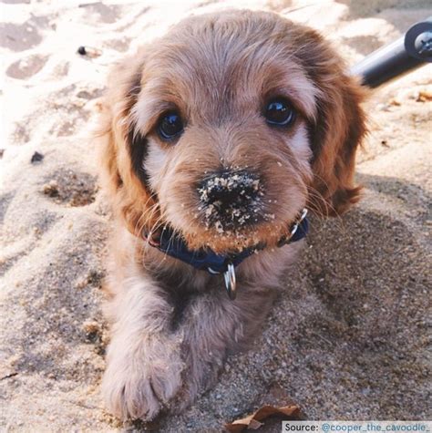 Puppy Pictures That Will Make You Smile During Finals Week Cute Puppy