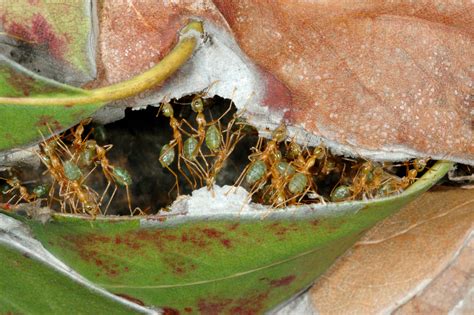 Check spelling or type a new query. Can ants predict rain? - Cosmos Magazine