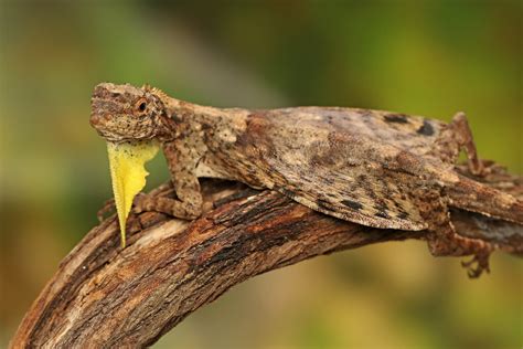 Draco Volans ¿un Hijo Perdido De Daenerys Targaryen Mis Animales