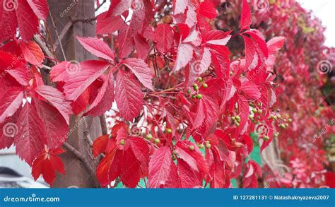 Red Vine Leaves In The Autumn Garden Stock Image Image Of Decorative