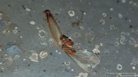 Swarming Termites Thrasher Termite And Pest Control