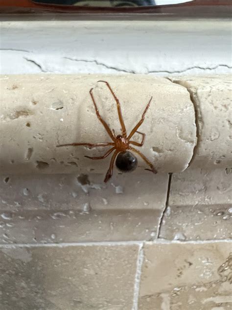 Can Anyone Help Me Identify This Beautiful Spider Miami Fl Rspiders
