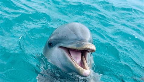 What Are The Characteristics Of Dolphins Sciencing