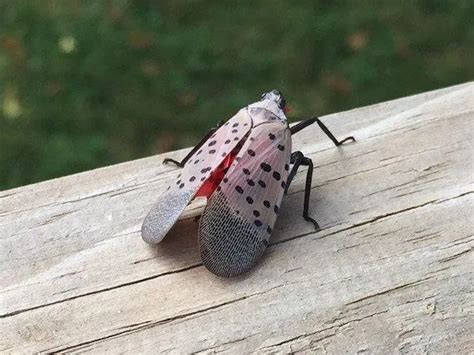 The Spotted Lanternfly Returns