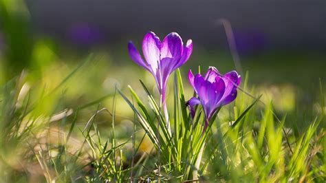 Spring Flowers 1366x768 Wallpapers Wallpaper Cave