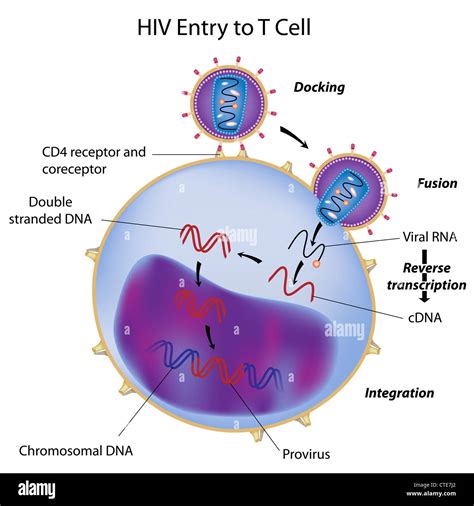 Hiv Entry To T Cell Stock Photo Alamy