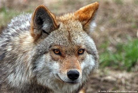 3 Simple Reasons Why Coyotes Are Attracted To Your Yard Pest Pointers