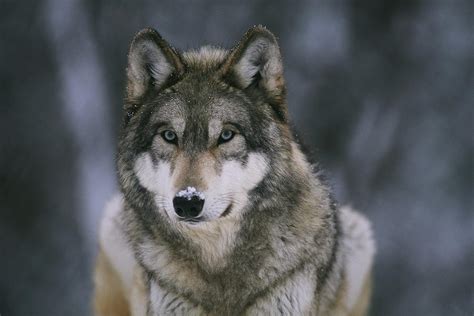 Gray Wolf Canis Lupus Photograph By Joel Sartore