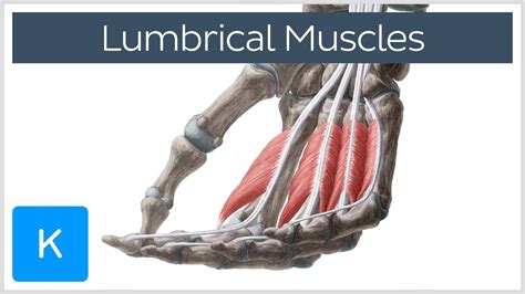 Lumbrical Muscles Of The Hand Origin Insertion And Function Anatomy