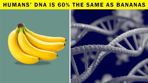 Humans Dna Is 60 The Same As Bananas Youtube