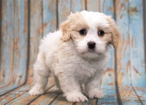 What Breed Is Teddy Bear Puppy